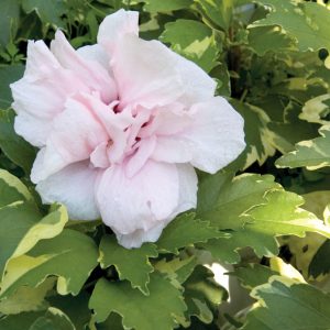 Sugar Tip® Rose of Sharon (Hibiscus syriacus 'America Irene Scott') - 3 gallon 18"