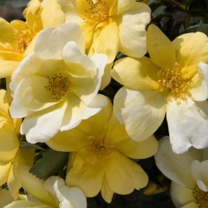 Sunny Knock Out® Rose (Rosa K.O 'Radsunny') - 2 gallon