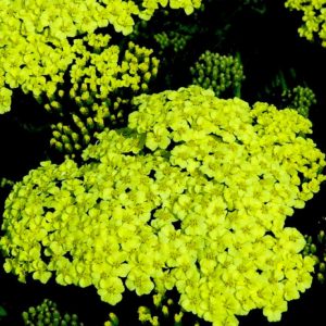 Sunny Seduction Yarrow (Achillea millefolium 'Sunny Seduction') - 1 gallon