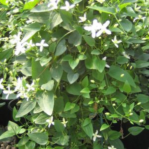 Sweet Autumn Clematis (Clematis paniculata) - 1 gallon