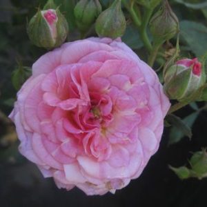 Sweet Drift® Rose (Rosa 'Drift Meiswetdom') - 2 gallon