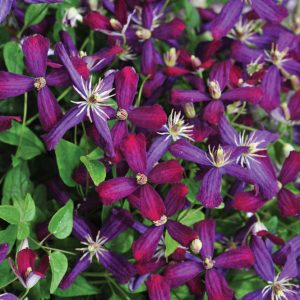 'Sweet Summer Love' Clematis (Clematis 'Sweet Summer Love') - 1 gallon