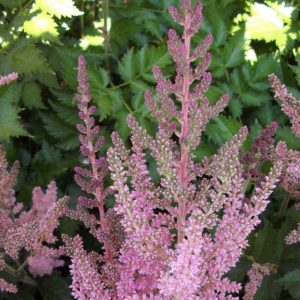 Vision In Pink Astilbe (Astilbe chinensis 'Visions in Pink') - 1 gallon