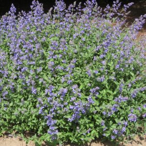 Walker's Low Catmint (Nepeta faassenii 'Walker's Low') - 1 gallon