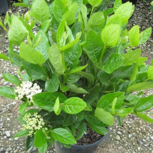 Winterthur Viburnum (Viburnum nudum 'Winterthur') - 2 gallon 10"