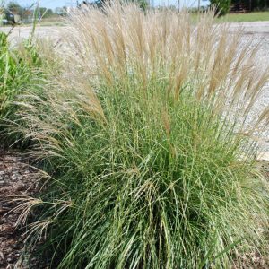 Adagio Maiden Grass (Miscanthus sinensis 'Adagio') - 1 gallon