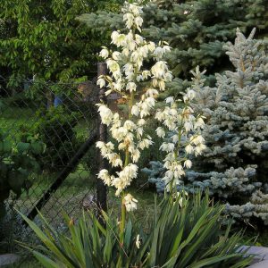 Adam's Needle (Yucca filamentosa) - 2 gallon