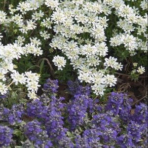 Alexander’s White Candytuft (Iberis sempervirens 'Alexanders White') - 1 gallon