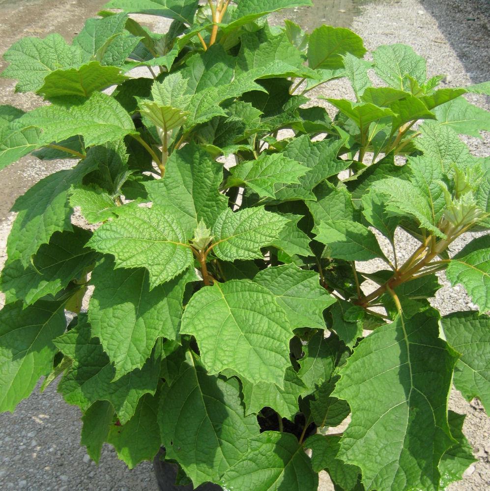 Alice Oak Leaf Hydrangea (Hydrangea quercifolia 'Alice') - 3 gallon 12"