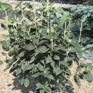 Allegany Viburnum (Viburnum rhytidophyllum 'Alleghany') - 3 gallon 18-24"