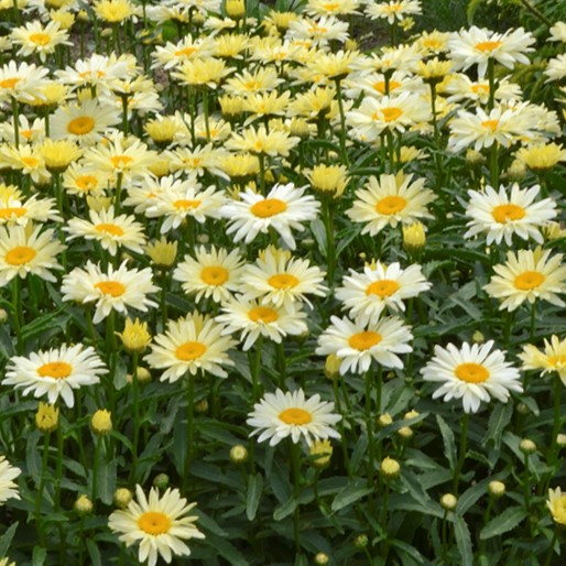 Amazing Daisies® 'Banana Cream II' Shasta Daisy (Leucanthemum S 'Banana Cream 2') - 1 gallon