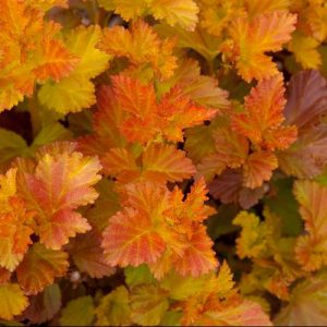 Amber Jubilee™ Ninebark (Physocarpus opulifolius 'Jefam') - 3 gallon 15"