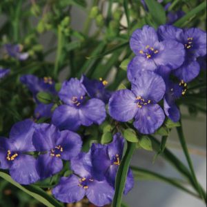 Amethyst Kiss™ Spiderwort (Tradescantia amethyst 'Kiss') - 1 gallon
