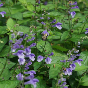 Appalachian Blues Skullcap (Scutellaria appalachian 'Blues 19Cm Ptw') - G1AB