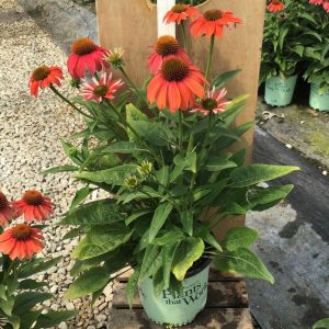 Artisan™ Red Ombre Coneflower (Echinacea artisan 'Red Ombre') - half gallon