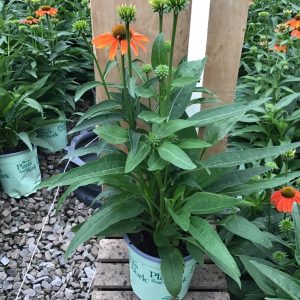 Artisan™ Soft Orange Coneflower (Echinacea artisan 'Soft Orange') - half gallon