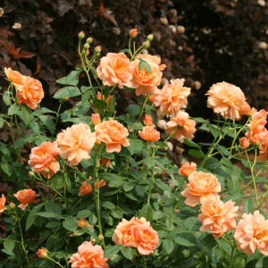 At Last® Rose (Rosa 'S At Last') - 2 gallon