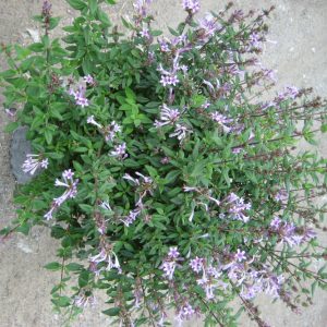 Baby Lilac Shrub (Leptodermis oblonga) - 2 gallon 10"