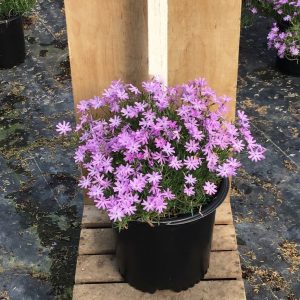 Bedazzled Lavender Hybrid Spring Phlox (Phlox subulata 'Bedazzled Lavender') - 1 gallon