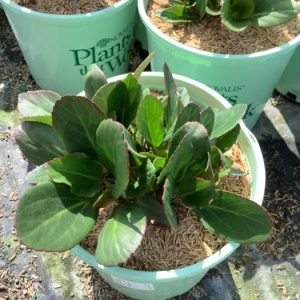 Bergenia Early Brilliance™ Magenta  (Bergenia 'Early Brilliance Magenta') - 1 gallon