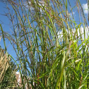 Big Bluestem Grass (Andropogon gerardii 'And. G Big Bluestem') - 2 gallon
