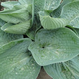 Big Daddy Plantain Lily (Hosta 'Big Daddy') - 1 gallon