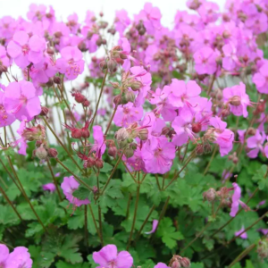 Biokovo Karmina Cranesbill (Geranium cinereum 'Karmina') - 1 gallon