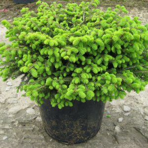 Bird's Nest Spruce (Picea abies 'Nidiformis') - 3 gallon 15"