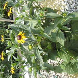 Black-Eyed Susan (Rudbeckia fulgida 'Goldsturm') - 1 gallon