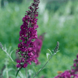 Black Knight Butterfly Bush (Buddleia davidii 'Black Night') - 3 gallon