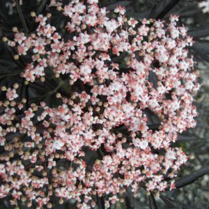 Black Lace® Elderberry (Sambucus nigra 'Eva') - 3 gallon 18"
