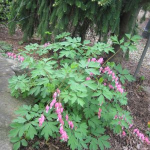 Bleeding Heart (Dicentra spectabilis) - 1 gallon