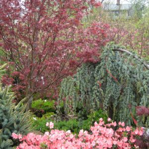 Bloodgood Japanese Maple (Acer palmatum 'Bloodgood') - 3 gallon 30-36"