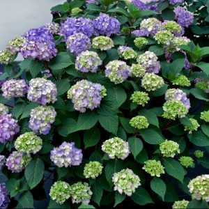 BloomStruck® Hydrangea (Hydrangea macrophylla 'Bloomstruck') - 2 gallon