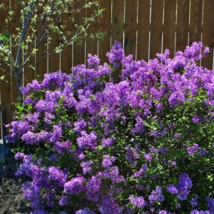 Bloomerang® Dark Purple Lilac (Syringa x 'Penda') - 1 gallon
