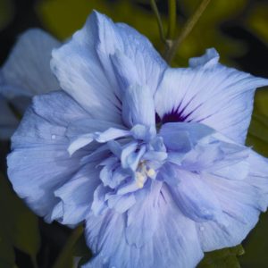 Blue Chiffon® Rose of Sharon (Hibiscus syriacus 'Notwoodthree') - 3 gallon 18"