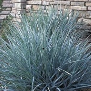 Blue Dune Lyme Grass (Leymus 'A. Blue Dune') - 1 gallon