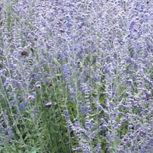 Blue Jean Baby Russian Sage (Perovskia atriplicifolia 'Blue Jean Baby') - 1 gallon