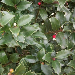 Blue Maid™ Meserve Holly (Ilex x meserveae 'Blue Maid') - 3 gallon 15"