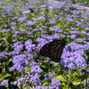Blue Mistflower (Eupatorium coelestinum) - 1 gallon