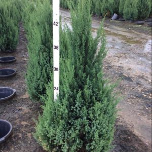 Blue Point Juniper (Juniperus chinensis 'Blue Point') - 3 gallon 24"