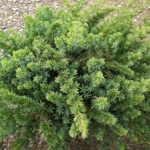 Blue Shore Juniper (Juniperus conferta 'Blue Pacific') - 3 gallon 15"