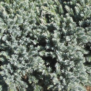 Blue Star Juniper (Juniperus squamata 'Blue Star') - 2 gallon 8"