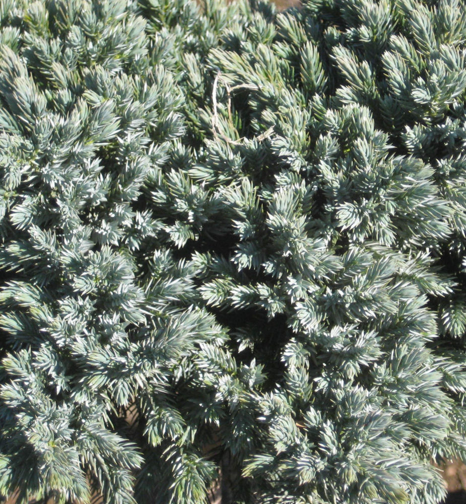 Blue Star Juniper (Juniperus squamata 'Blue Star') - 3 gallon 12"