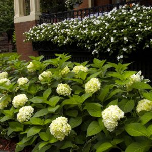 Blushing Bride® Hydrangea (Hydrangea macrophylla 'Blushing Bride') - 3 gallon