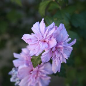 Blushing Bride Rose of Sharon (Hibiscus syriacus 'Blushing Bride') - 3 gallon 18"