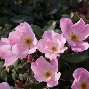 Blushing Knock Out® Rose (Rosa K.O 'Radyod') - 3 gallon