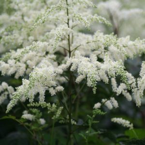 Bridal Veil Astilbe (Astilbe x arendsii 'Bridal Veil') - 1 gallon