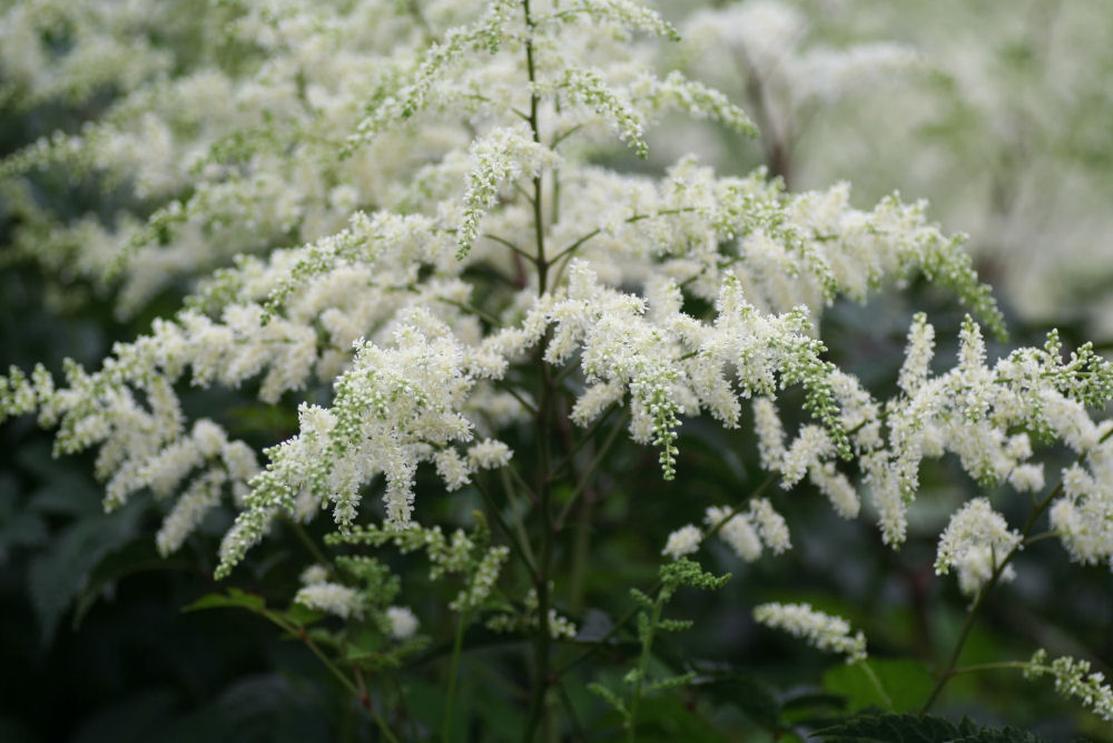 Bridal Veil Astilbe (Astilbe x arendsii 'Bridal Veil') - 1 gallon