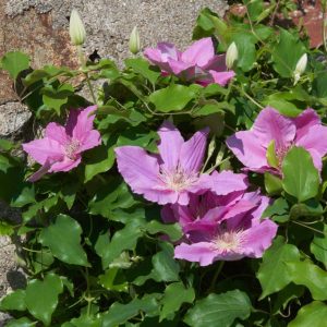 Bridgewater™ Clematis (Clematis bridgewater) - 1 gallon